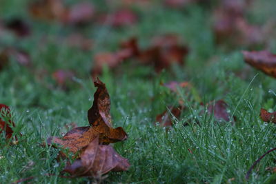 Close-up of fallen maple leaves on land