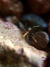 Close-up of insect