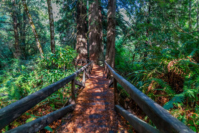 Footpath amidst trees in forest