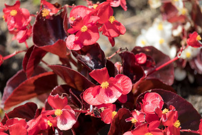 Close-up of red flowers blooming outdoors