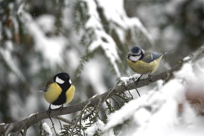 Great tits perching on twig during winter