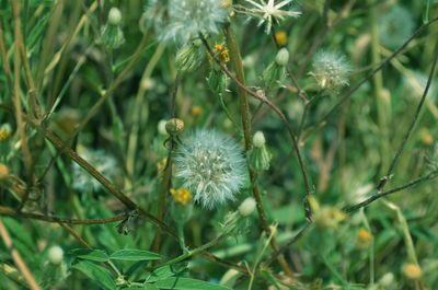 Close-up of white dandelion