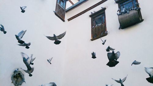 Low angle view of birds flying against building