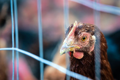 Close-up of rooster in cage