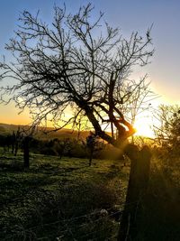 Tree against sky during sunset