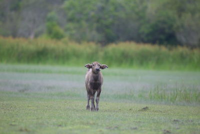 Buffalo running on field