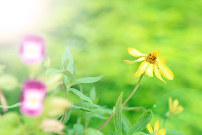 Close-up of yellow flowering plant on field