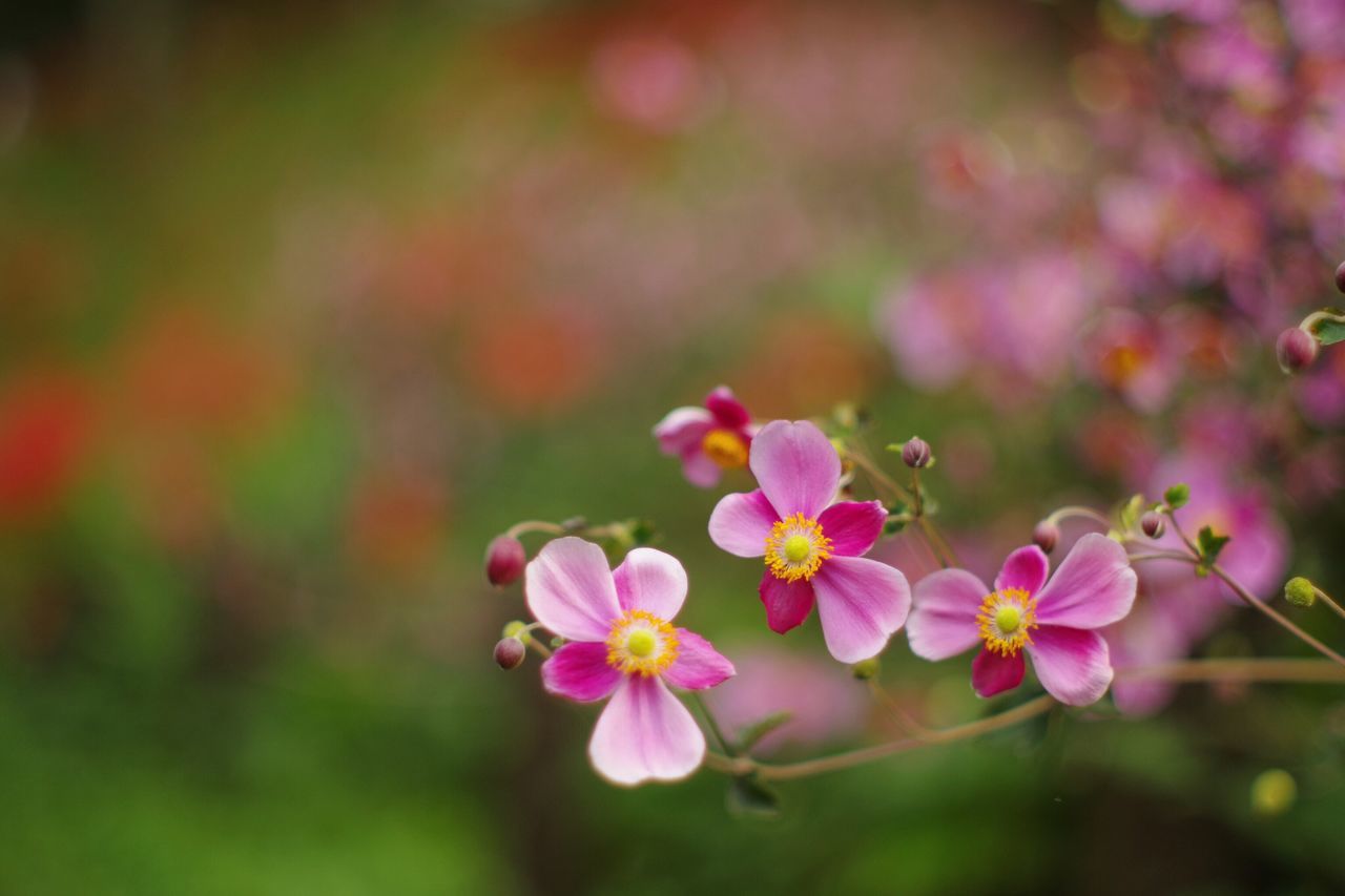 flower, pink color, nature, petal, fragility, beauty in nature, growth, freshness, no people, plant, day, blooming, close-up, outdoors, flower head