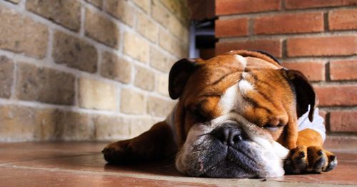 Close-up of dog relaxing on brick wall