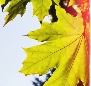 Close-up of maple leaves