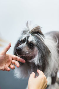 Midsection of woman holding dog