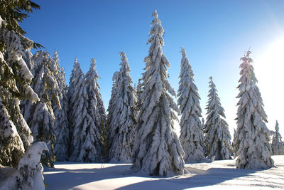 Snow covered plants against clear blue sky