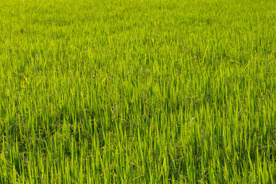 Full frame shot of rice field