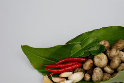 Close-up of fresh green leaves against white background