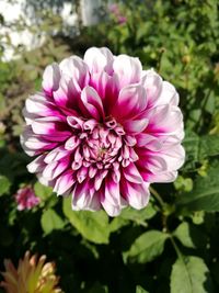 Close-up of pink flower blooming outdoors