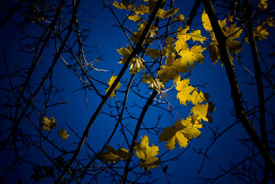 Low angle view of tree against sky