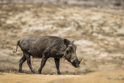 Side view of warthog walking in forest