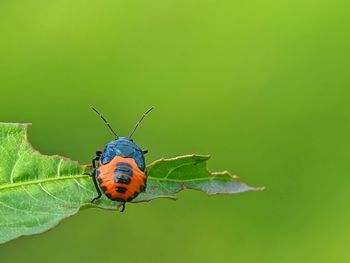 Butterfly on leaf