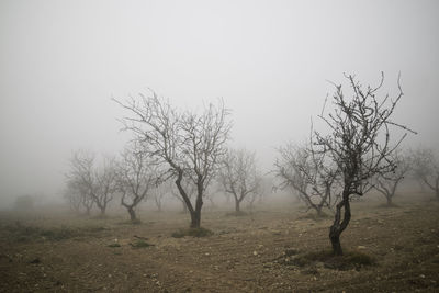 Bare trees on field against sky