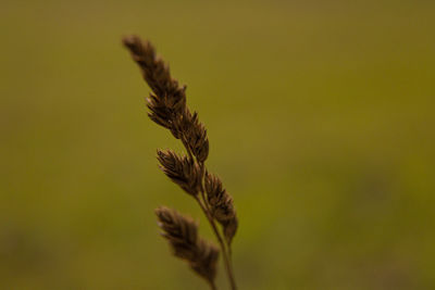 Close-up of stalks against blurred background