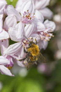 Close-up of bee pollinating on fresh purple flower