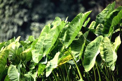 Close-up of fresh green leaves