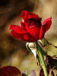 Close-up of red rose