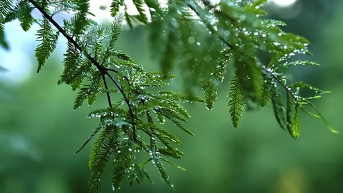 Close-up of pine tree