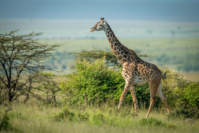 Masai giraffe walks among bushes in sunshine