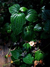 Close-up of plants