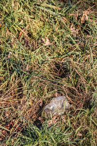 High angle view of snake on field