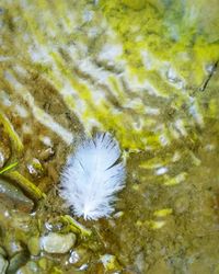 High angle view of peacock in water