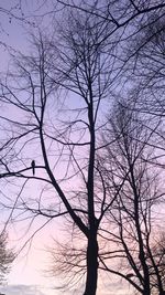 Low angle view of silhouette bare tree against sky