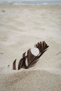 Close-up of feather in sand at beach