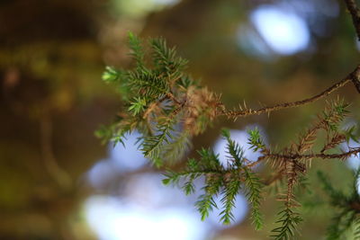 Close-up of lizard on tree