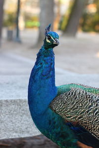 Close-up portrait of peacock