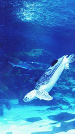 Close-up of fish swimming in water