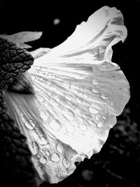 Close-up of water drops on flower