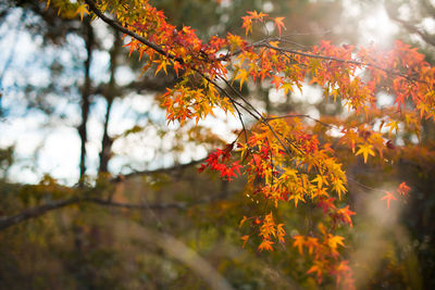 Close-up of maple leaves on tree