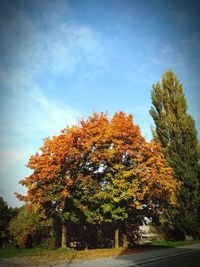 Autumn trees against sky
