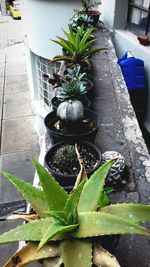 Close-up of potted plant