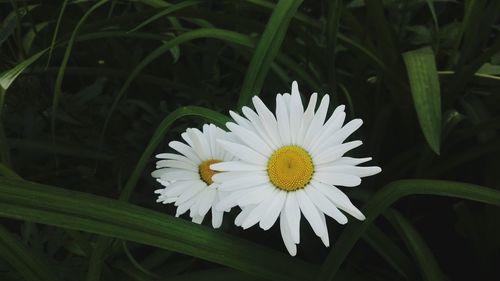 Close-up of white daisy flower