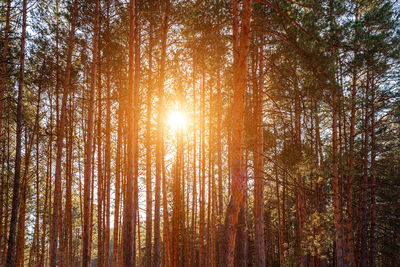 Low angle view of trees in forest