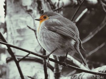 Close-up of bird perching on branch