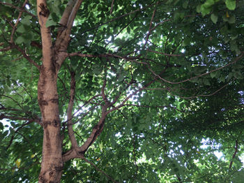 Low angle view of trees