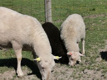 Sheep in a field