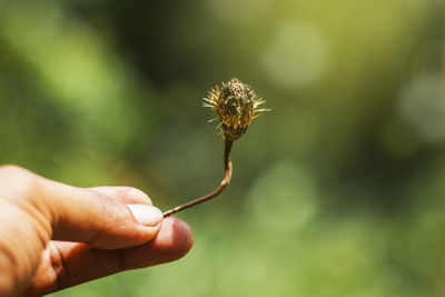 Close-up of hand holding wilted flower