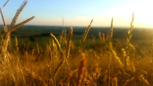 Close-up of stalks in field against sky