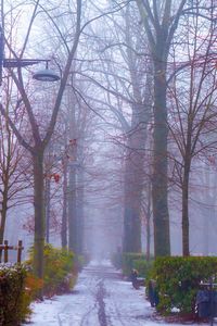 Trees in city