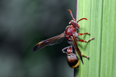Close-up of wasp on the leaf